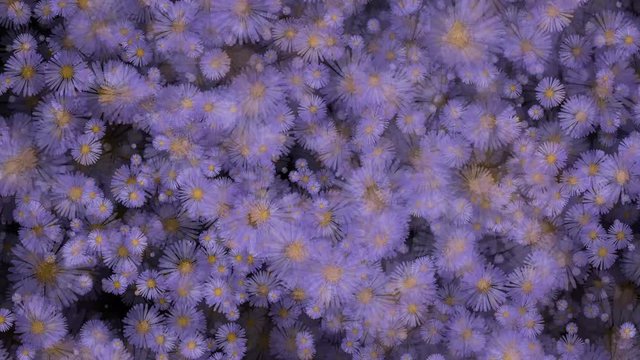 New York Aster Flowers Seamless Loop Flowery Motion Background