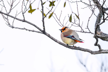 Fototapeta premium Japanese-Waxwing perched on a branch