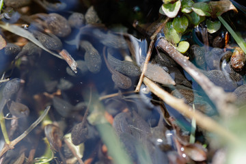 Kaulquappen im Wasser eines Teiches von der Sonne erhellt