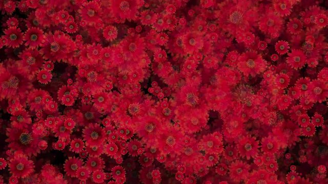 Red African Daisy Aster Flowers Seamless Loop Flowery Motion Background