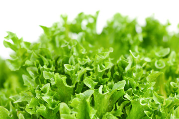 Closeup of green lettuce leaves on white background