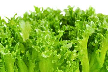 Closeup of green lettuce leaves on white background