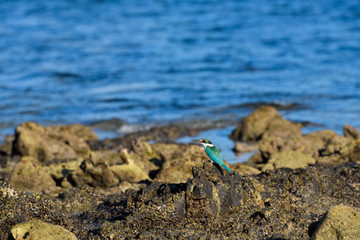 blue bird on the beach