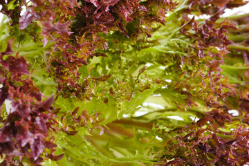 Closeup of red lettuce leaves, fragment. Abstract background.