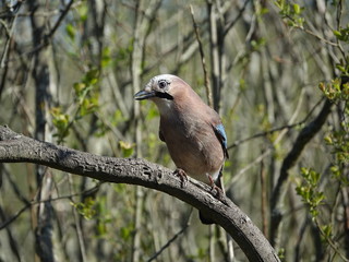 jay (Garrulus glandarius)
