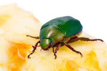Chafer on apple core isolated on white background