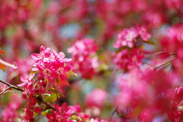 Blooming Paradise apple tree
