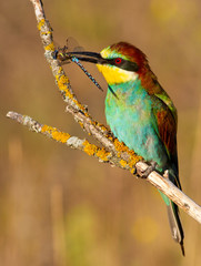 European bee eater, Merops apiaster, common bee-eater. Early sunny morning, the bird sits on an old dry branch. An adult male with prey in its beak