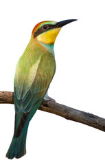 European bee eater, Merops apiaster, common bee-eater. Early sunny morning, the bird sits on an old dry branch. Isolated. Young bird