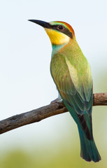 European bee eater, Merops apiaster, common bee-eater. Early sunny morning, the bird sits on an old dry branch. Young bird