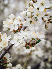 Apricot tree flowers with soft focus. Spring white flowers on a tree branch. Apricot tree in bloom. Spring, seasons, white flowers of apricot tree close-up.