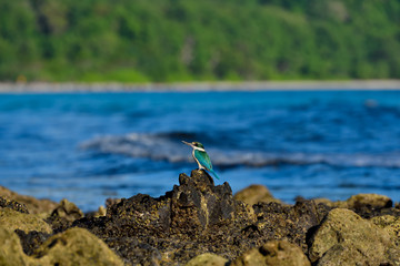 Kingfisher bird on the beach