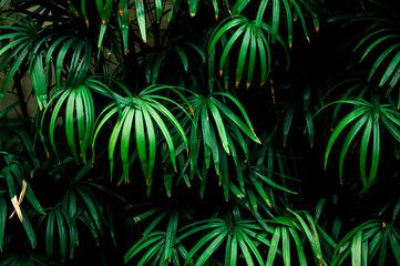 Naklejka na ściany i meble Tropical Palm leaves in the garden, Green leaves of tropical forest plant for nature pattern and background