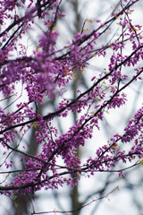 pink cherry blossom