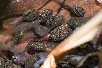 Nahaufnahme mehrerer 