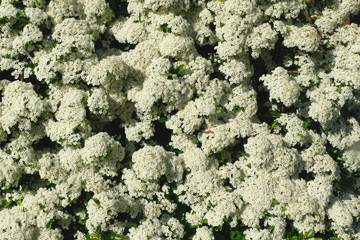 Wall of tiny white flowers of firethorn (Pyracantha)