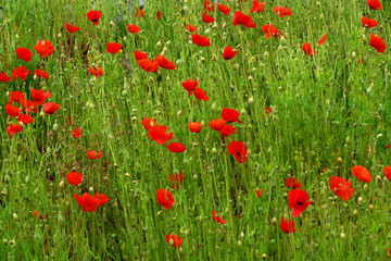 Red poppies in a green field