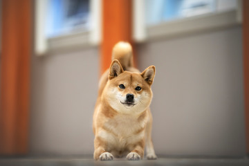 chien, shibainu, animal de compagnie, chiot, mignon, compagnon, compagnie, primitif, adorable,...