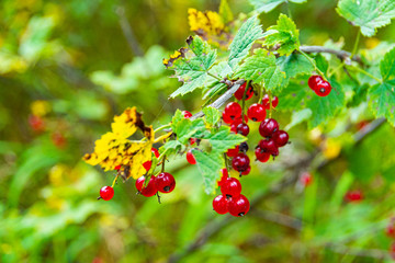 bright red berries on green bush