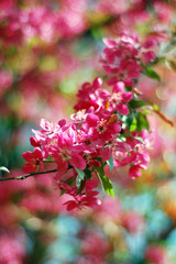 Spring. The apple tree of paradise blossoms with pink flowers.