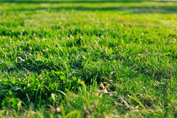 green grass background.close to the ground