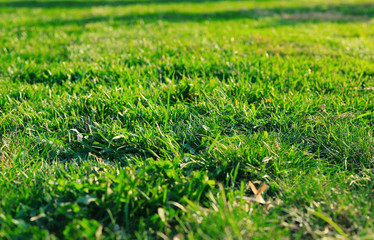 green lawn background.close to the ground