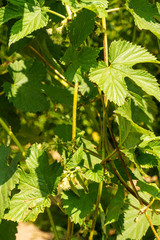 Close up of hop (Humulus lupulus) growing