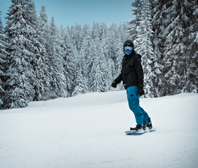 Fototapeta na wymiar a snowboarder in a black jacket and turquoise pants rolls along a snowy mountain along tall trees strewn with snow.