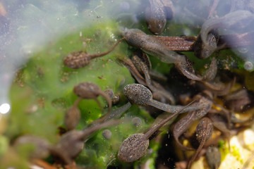 Kaulquappen an grünem Froschlaich im Wasser