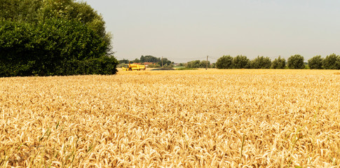 Rural landscape in West Flanders, Belgium near Beveringe with wheat being harvested
