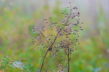 web with dew drops in misty forest after rain