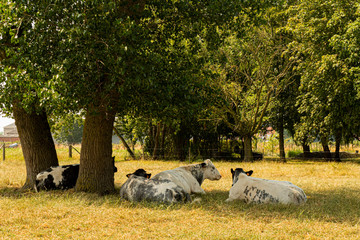 Black and white cows resting in the shadow under the trees on a hot summer day in West Flanders, Belgium
