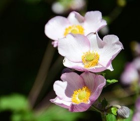 Wildrosen in rosa - Heckenrose