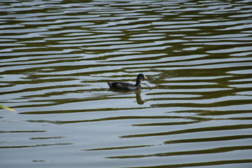 The duck swims slowly over the surface of the water