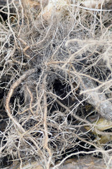 In autumn after harvesting you can well consider the root system of cauliflower