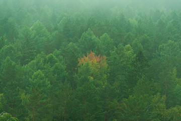 Fototapeta na wymiar coniferous forest in early morning fog