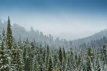 winter coniferous forest in frosty haze, fog over snowy peaks of pines