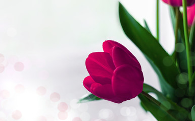 Purple tulips bouquet on light blurred violet background.Blooming pink flower with green leaves...