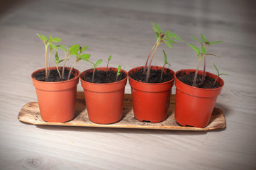 Young plant of tomatoes. Tomato seedlings in a small pot on wooden background.