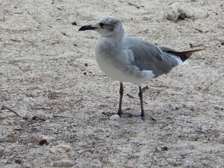 Seagull on Sand