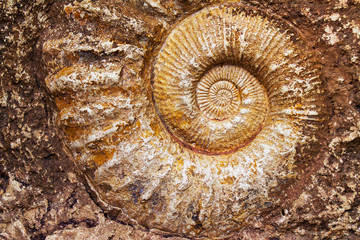 fossile escargot © catalyseur7