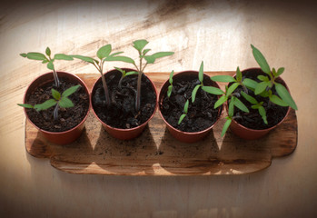 Young plant of tomatoes. Tomato seedlings in a small pot on wooden background.