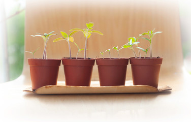 Young plant of tomatoes. Tomato seedlings in a small pot on wooden background.