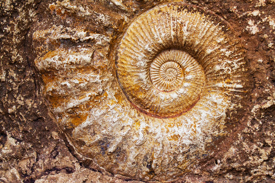 fossile escargot