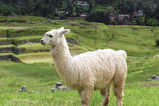 Peruvian Alpaca is eating grass on pasture