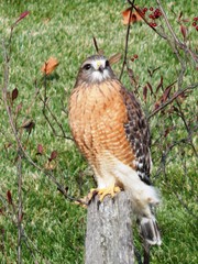 Hawk on Stump