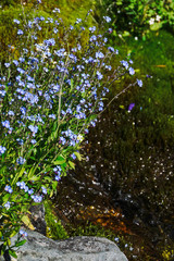 forget me not Myosotis in the wild