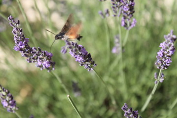 papillon colibri en vol