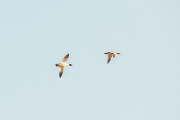 Oiseaux volant au dessus du lac léman