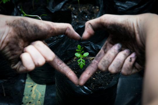 Close-up Of Person Making Heart Shape With Hand Against Seedling